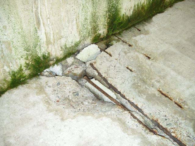 苔の発生（屋外床）